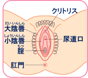女性の外性器