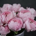 elegant pink garden roses in a pot