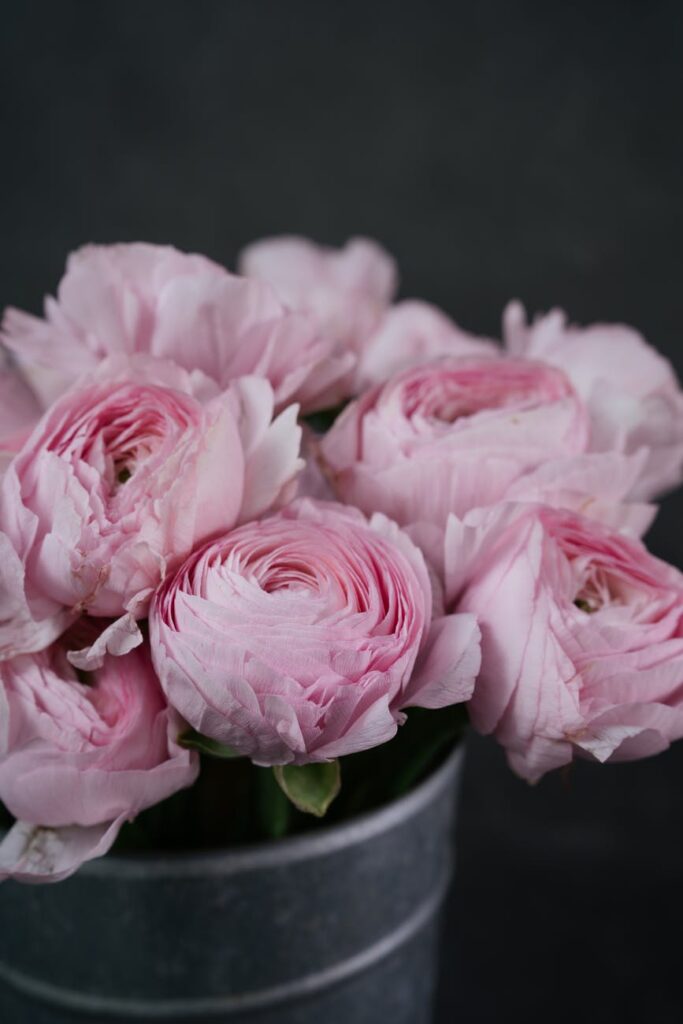 elegant pink garden roses in a pot